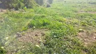 Watermelon farming in mizoram 