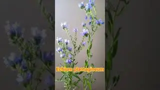 Echium Plantagineum