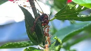 Fire ants hunt a Hornet!
