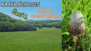 NA HUBÁCH 2025 - Časť 4. Májovky a prvý Hnojník Obyčajný - Coprinus comatus - lawyer's wig