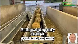 Teagasc Store Lamb Finishing tips for 2026