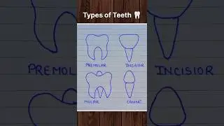 Types of Human Teeth 🦷 #humanteeth #teeth #rootcanals #diagram #biology #bio #shorts #reelsindia