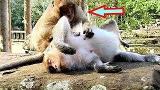 Wow!! Sweet Pea!! It's For Newborn Baby Monkey/ What's You Wanna Do? SP Wanna Help Big Belly Jill.