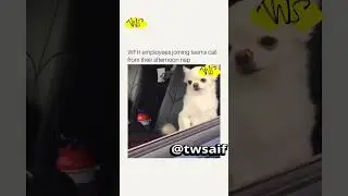 Join Team Metting after Afternoon Nap 😪😴 #programming #funny #wfh #laugh #latest #funnyvideo