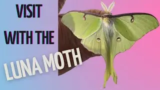Male Luna Moth