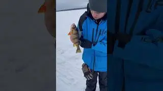 Lake Gogebic pigs  #perchfishing #icefishing #bigfish #tiger #jumbo