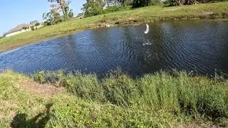 BIG SNOOK AND TARPON IN FRESHWATER CANALS!!! (SWFL)