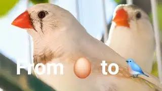 Egg to bird full life cycle ( life of a Zebra Finch )