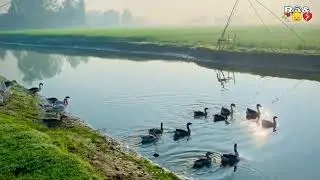 হাঁসের দল পুকুরে সকালবেলা | Village Duck Life Scene. #rurallife
