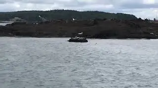 Watch this shark eat a seal in Passamaquoddy Bay