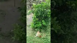 Patas Monkey run jump / #紅猴 跑 跳 #shorts