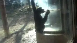 チンパンジーのUFOキャッチャー