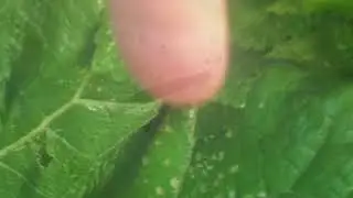Micro moths - Coleophora paripennella