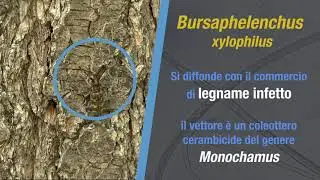 Bursaphelenchus xylophilus