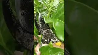 pemangkasan/pruning perdana klon arsyad setelah 1 tahun..... #kopi #berkebun #kopisehat #kopihitam