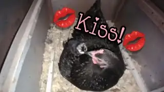 Most Beautiful Baby Chicks Hatched by my Broody Hen! - Ann's Tiny Life