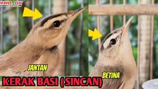 Tips memilih burung kerak basi (sincan) di ombyokan biar dpt kuat kearah jantan 