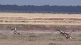 Cheetah hunt in Etosha, Namibia