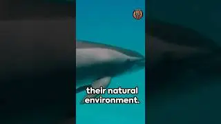 look at this dolphin friendly moment #viral #shortsfeed dolphins