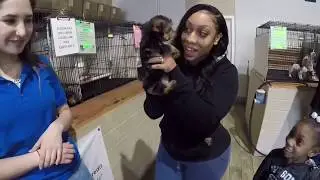CAN&rsquo;T BELIEVE THE PRICE FOR A TEACUP YORKIE