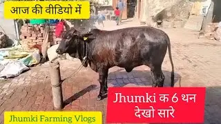 6 थन वाली साहिवाल नस्ल कि बछिया #साहिवाल #jhumki #farming #vlog #viralvideo 
