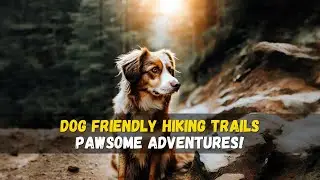 Dog Friendly Hiking Trails - 🐕🚶&zwj;♂️