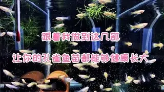 孔雀鱼苗为什么总养不活？分享我的经验，让你的小鱼苗都顺利长大