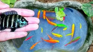 Amazing Catching Goldfish, Koi Fish, Ornamental Fish, Frogs or American Turtle | Made for#fish, 171