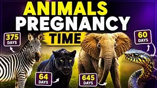 Animals Pregnancy Period Comparison | Animals Pregnancy Time