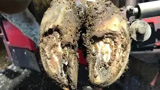 Relaxing Hoof Trimming #37