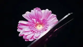 Winter Flowers by the Virtual Jazz Collective