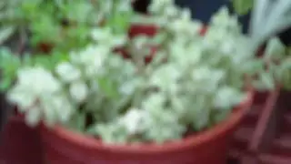 MHS-CM5 test