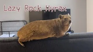 Lazy Rock Hyrax