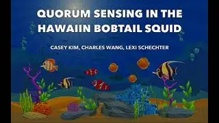 Microbio Animation Film: Quorum Sensing in the Hawaiian Bobtail Squid