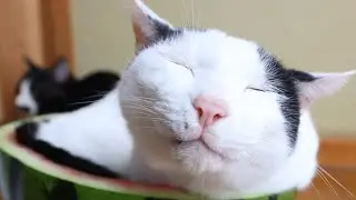 こたつ猫 がライブ配信中！　2026年2月4日