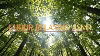 1 Hour Forest View ASMR 🌲 Gentle Nature Sounds for Deep Relaxation & Sleep