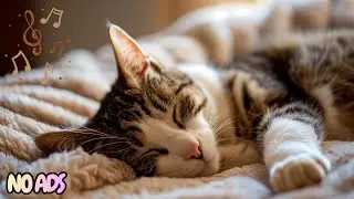 12 Hours Of Peaceful Anxiety Relief Music for Cats 🐈 Deep Calm Relaxation for Nervous Cats 💤 No Ads