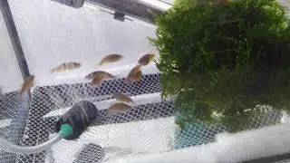 Danio Choprae