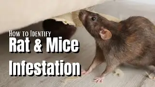 How To Identify Rat and Mice Infestation - Early Signs