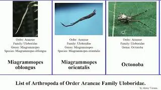 List of Arthropoda of Order Araneae Family Uloboridae. octonoba miagrammopes spiders orientalis