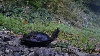 Pure Black turtle! 