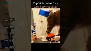 Top 10 Funniest Cats : Zero survival skills 🤣