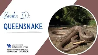 Snake ID: Queensnake