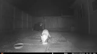 20251014 Fox