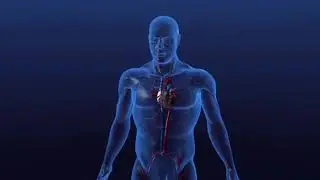 PARÓDIA SISTEMA CARDIOVASCULAR (HAVANA - CAMILA CABELLO)