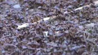 REAL ANT WAR