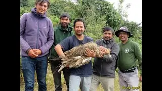 Scientist fitted satellite transmitter to Himalayan Griffon, first time in Nepal