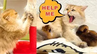 While daddy cat relaxes, mommy cat handles everything! | Kitten parenting