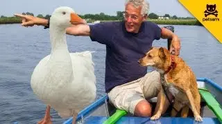 Fisherman and his dog get attacked by geese!