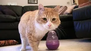 Steve Dale: Keeping Pets at a Healthy Weight (Part 2)